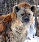 Spotted Hyena