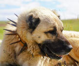 Kangal